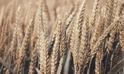 Единствено американската соя отбеляза ръст в цената си