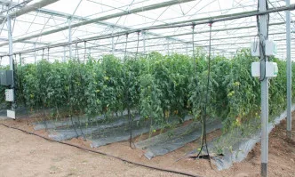 Можем ли да повишим добива при зеленчуци с до 40%