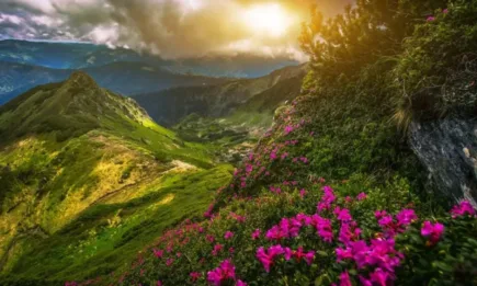 Европейската комисия сключи партньорства за горите с пет държави