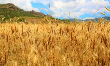 Днес цените на основните фючърси в Чикаго вървят нагоре