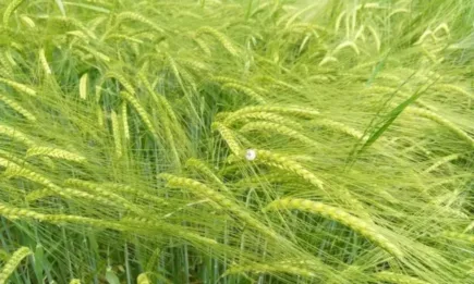 Валежи със стопанско значение