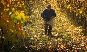 Адаптиране на винопроизводството към изменението на климата