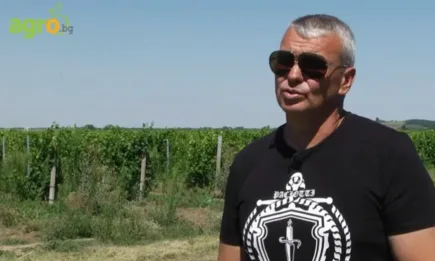 Лозар от Северозапада: Работим напук. Губим, но продължаваме