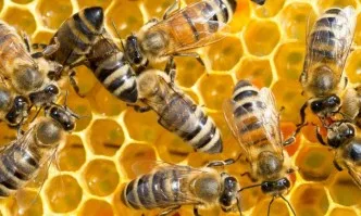 Пчелари искат de minimis заради липса на паша