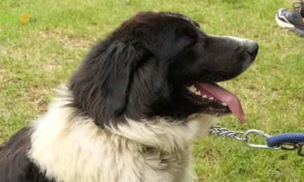 Българското овчарско куче е емблема на България