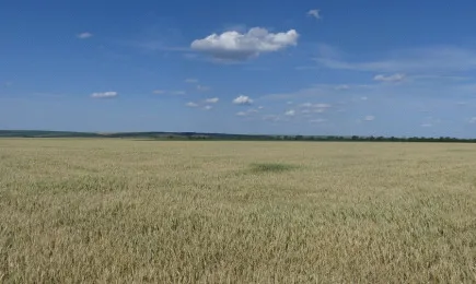 Зърнените контракти по световните борсови пазари обърнаха тренда