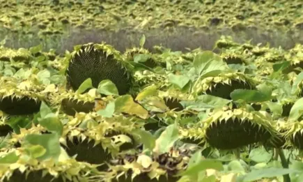 Точният хибрид за всяко поле и всеки пазар