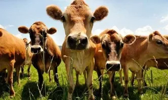 Животновъдите с месодайни крави под селекционен контрол са подпомогнати с 550 000 лева