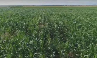 HICORN CS - повече зърно, независимо от климатичния стрес