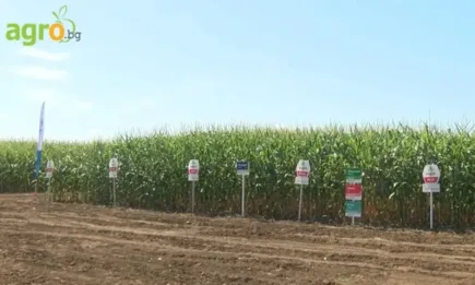 Кои царевични хибриди превръщат в добив всяка капка дъжд?