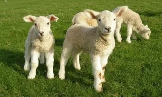 НОКА искат инвентаризация на ВетИС