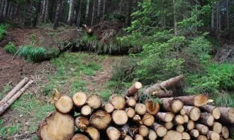 Установена е незаконна сеч на 74 дървета в Чепеларско