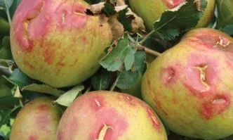 Земеделците ще трябва да избират подпомагането си