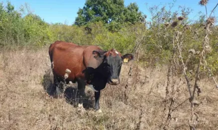 БАБХ съдейства за преодоляването на последствията от бедствието в Област Бургас