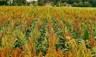 Соргото завладява все по-големи площи в Европа