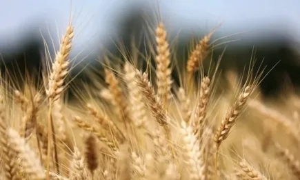 Топло и сухо време