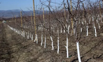 Компенсаторни интервенции в Стратегическия план