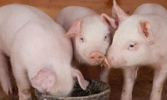 23,5 млн. лв. ще бъдат насочени към повишаване на биосигурността в стопанствата