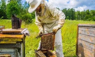 30% по-нискък добив на пчелни продукти в Европа