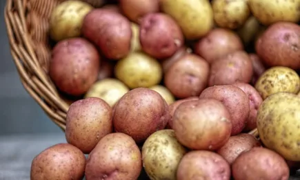 ООН обяви 30 май за международен ден на картофа