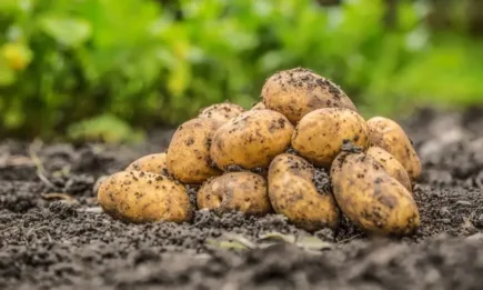 Какво бъдеще очаква българският картоф