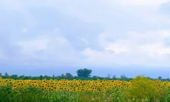 Кандидатстването по мярка 13 Плащания за райони с природни или други специфични ограничения по ПРСР ще започне със старта на кампанията по Директни плащания 2020 г.