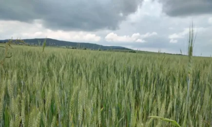 Не допускайте намножаване на вредната житна дървеница