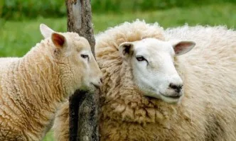 Критериите за отпускане на de minimis напрегнаха животновъдите