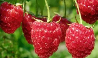 Национално изложение и Фестивал на малината - Лозница 2019