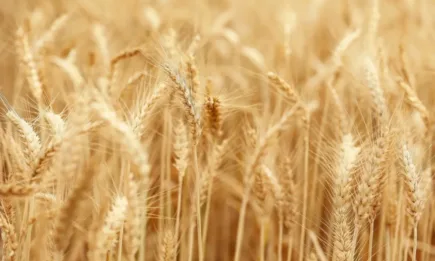 Хлебна пшеница се предлагаше на 388,00 лв./т доставка DAP