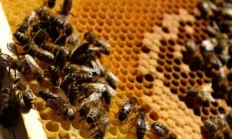 Пчелари разляха мед пред агроведомството в Берлин