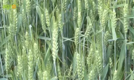 Сортове пшеница, които ще ви донесат успех, независимо от климатичните условия