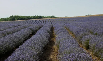 Държавният бюджет – трусове в земеделието