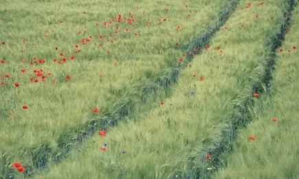 Площите за биоземеделие в ЕС достигнаха 10,5%