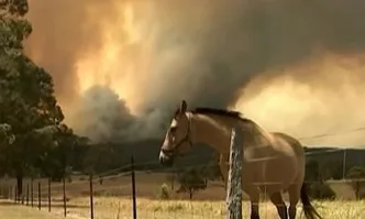 500 млн. животни станаха жертва на пожарите в Австралия