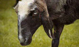 ДФЗ изплати над 24,6 млн. лева по мярка 10 Агроекология и климат