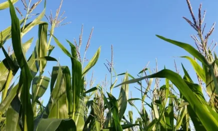 Наднормени температури и относително сухо време