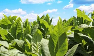 Китай иска да внася български тютюн