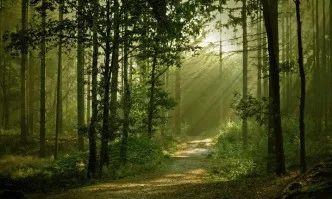 Пожарникари и горски служители овладяха пожара в Реброво