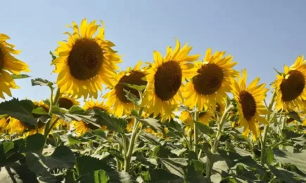 Преборете синята китка и маната с иновативна слънчогледова селекция