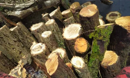 Горските инспектори от РДГ-Русе съставиха 12 акта за незаконна дървесина