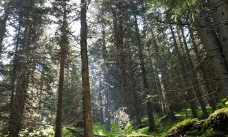 Европейската комисия настоятелно призовава Румъния да спре незаконната сеч