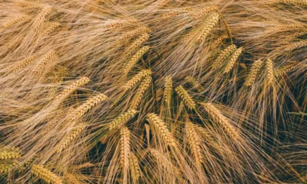 Цените на пшеницата продължиха да падат