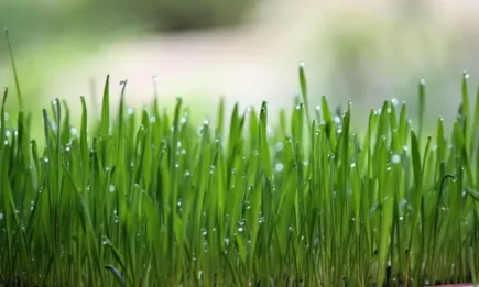 Значителни валежи и краткотрайно застудяване