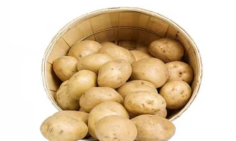 Спад при производството на картофи във Великобритания