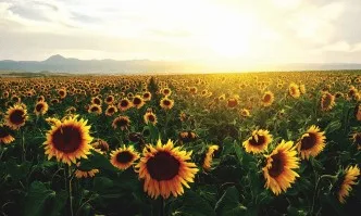 Ръст при износа на царевица и слънчоглед