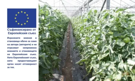 Определени са ставките по схемите за обвързано подпомагане за плодове и зеленчуци за Кампания 2022