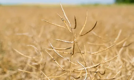 456 кг/дка рапица жънат в с. Чарган