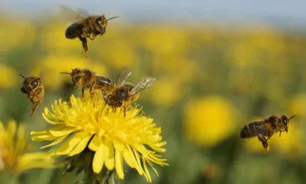 Министрите на земеделието потвърждават отново необходимостта от нов подход за опазване на медоносните пчели