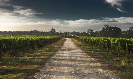 ЕП удължи извънредните помощи за винения сектор